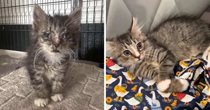 50 Before-And-After Photos Of Cats That Found Their Forever Homes