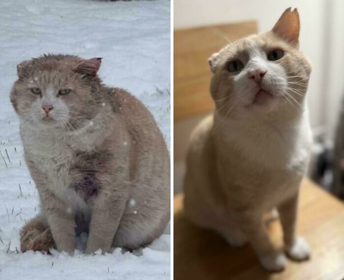50 Before-And-After Photos Of Cats That Found Their Forever Homes