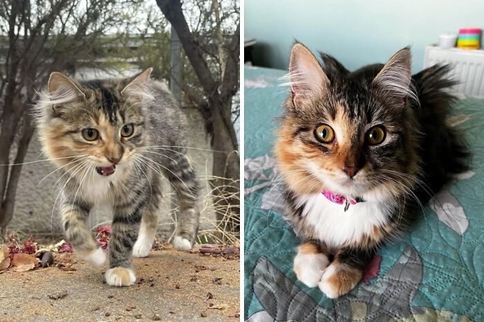 50 Before-And-After Photos Of Cats That Found Their Forever Homes
