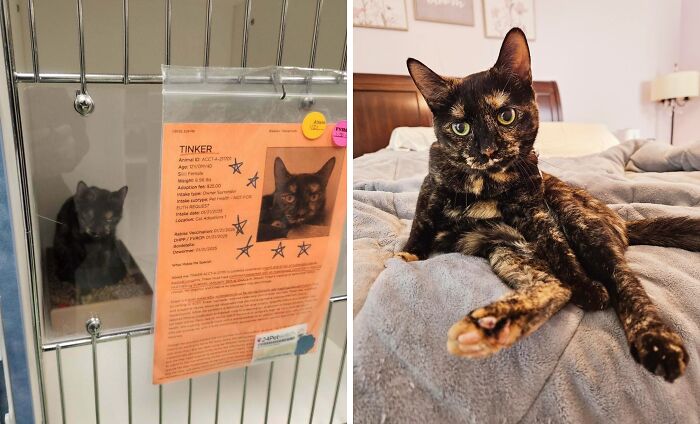 50 Before-And-After Photos Of Cats That Found Their Forever Homes