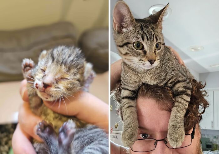 50 Before-And-After Photos Of Cats That Found Their Forever Homes