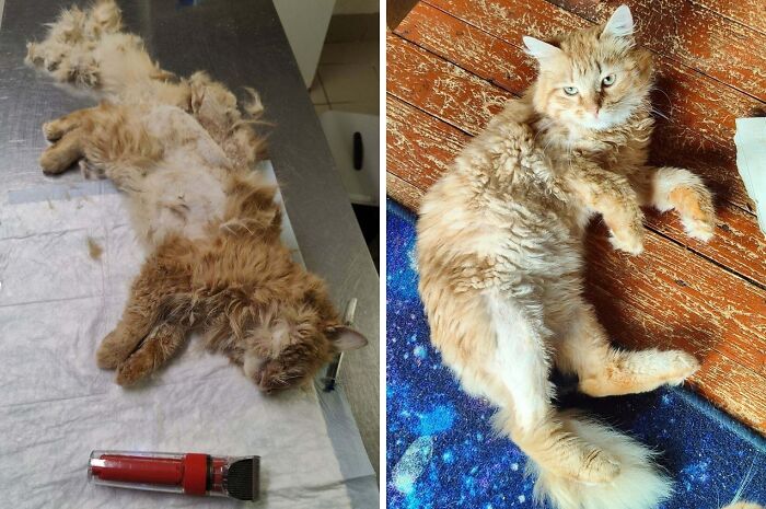 50 Before-And-After Photos Of Cats That Found Their Forever Homes