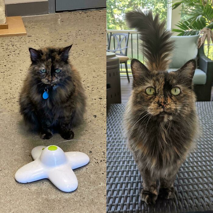 50 Before-And-After Photos Of Cats That Found Their Forever Homes