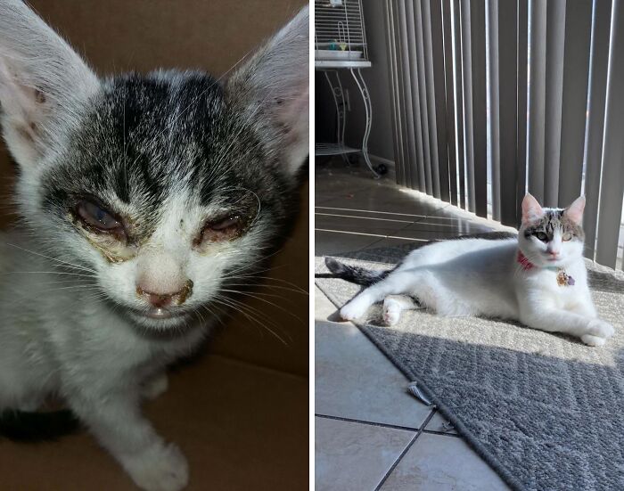 50 Before-And-After Photos Of Cats That Found Their Forever Homes