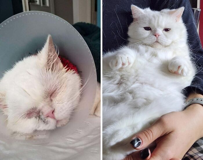 50 Before-And-After Photos Of Cats That Found Their Forever Homes