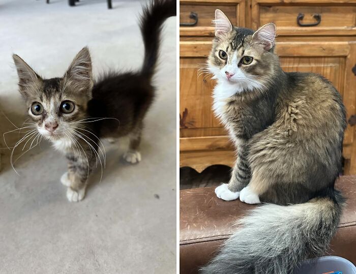 50 Before-And-After Photos Of Cats That Found Their Forever Homes