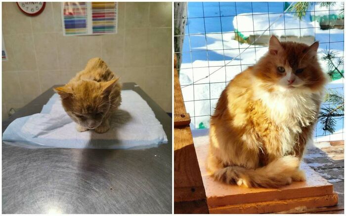 50 Before-And-After Photos Of Cats That Found Their Forever Homes
