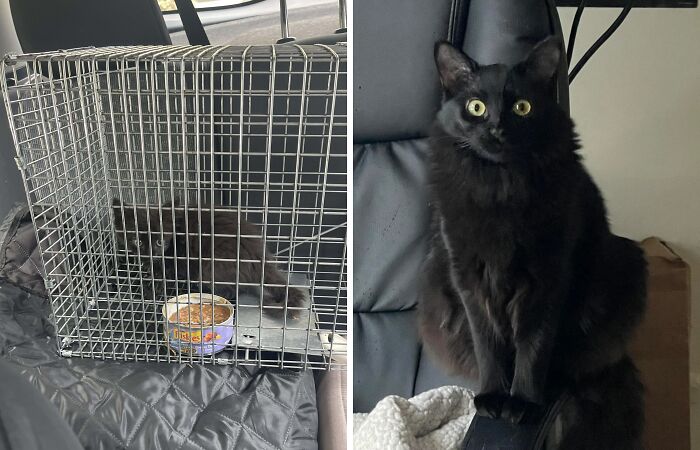 50 Before-And-After Photos Of Cats That Found Their Forever Homes