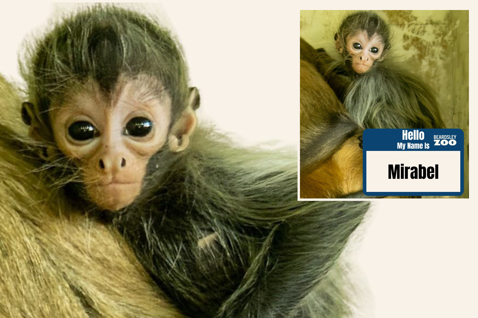 CT zoo hosted an online poll to name its baby spider money, and just ...