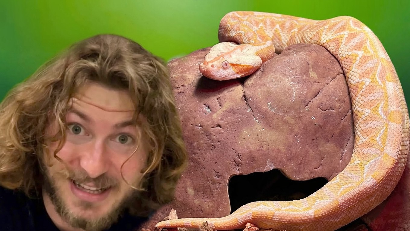 The rarest snake in the world