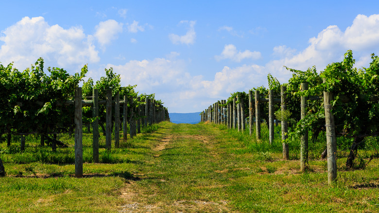 The Blue Ridge Mountains' 5 most beautiful wineries to visit for ...