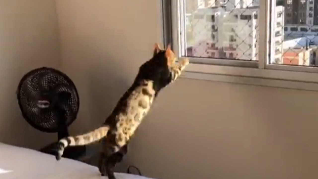 Cat dramatically walks into a closed window