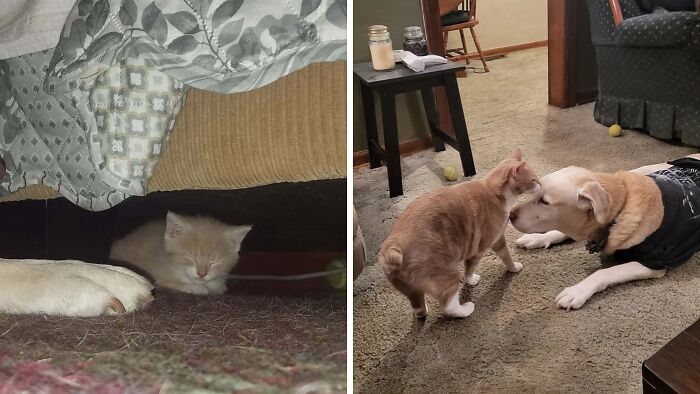 50 Before-And-After Photos Of Cats That Found Their Forever Homes