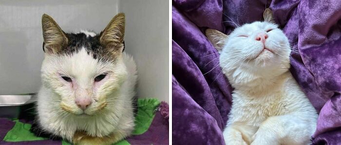 50 Before-And-After Photos Of Cats That Found Their Forever Homes