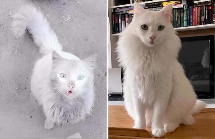 50 Before-And-After Photos Of Cats That Found Their Forever Homes