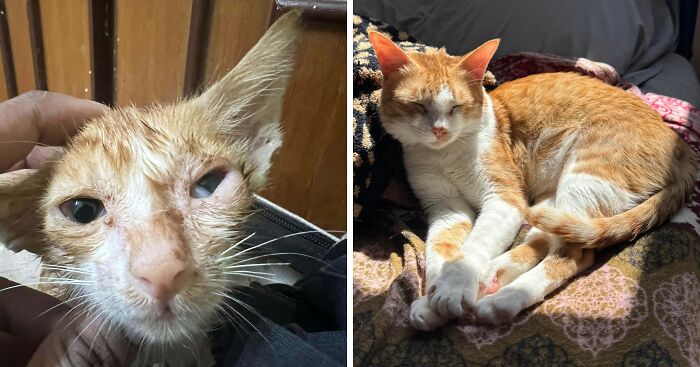 50 Before-And-After Photos Of Cats That Found Their Forever Homes