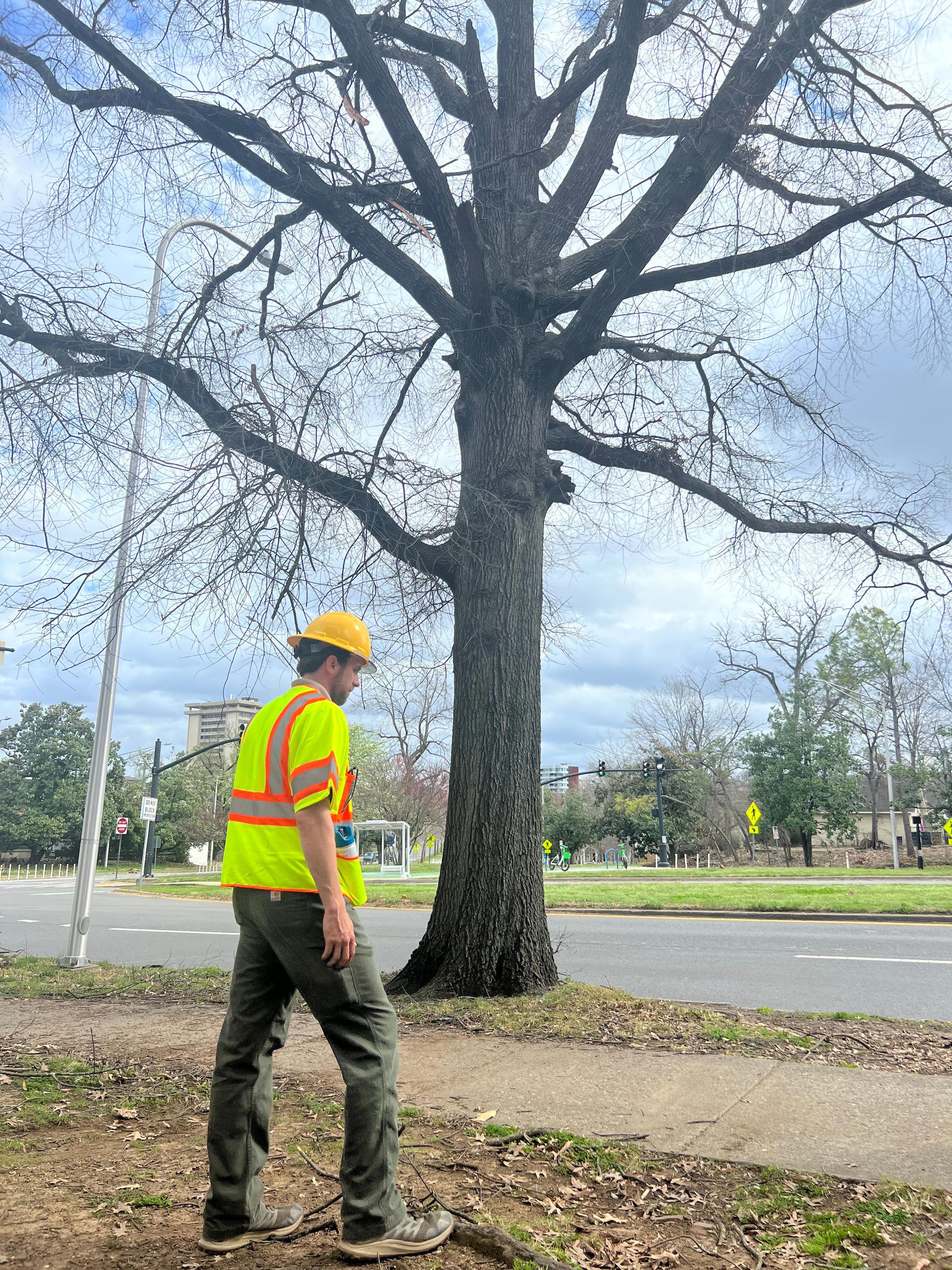 What is extent of Nashville tree canopy damage? Teams eye storm impact