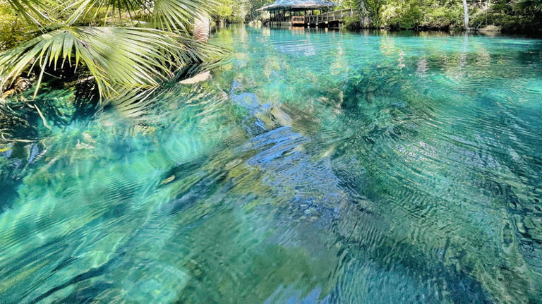 This Florida state park offers dazzling glass-bottom boat tours of ...