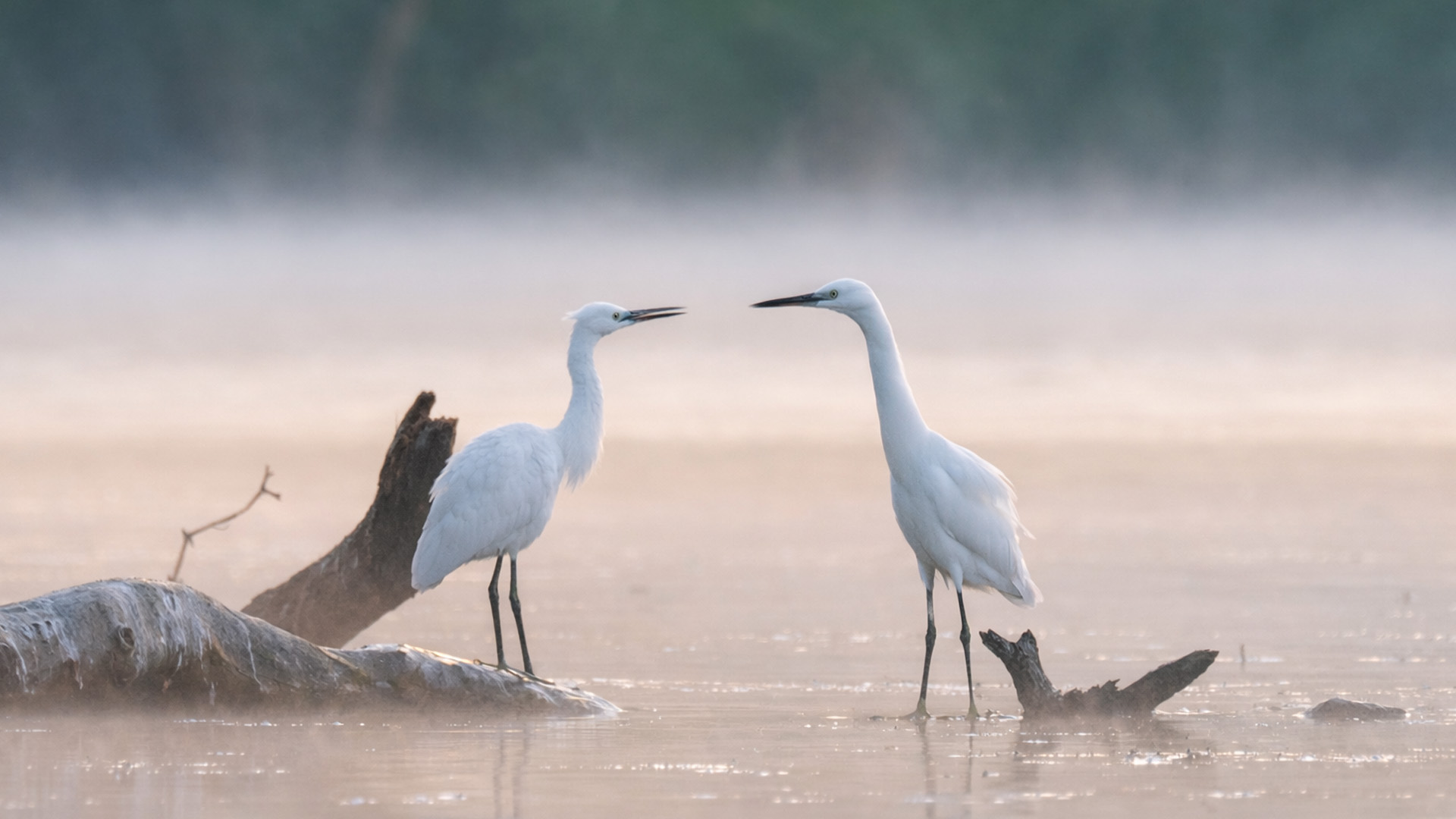 Bird activity along this misty river captured by a trail camera
