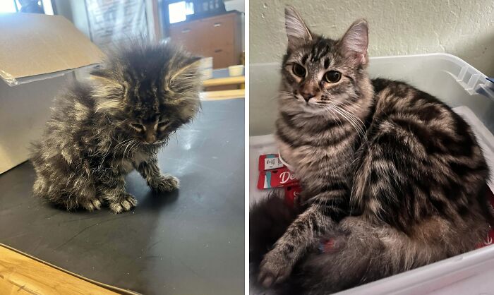 50 Before-And-After Photos Of Cats That Found Their Forever Homes