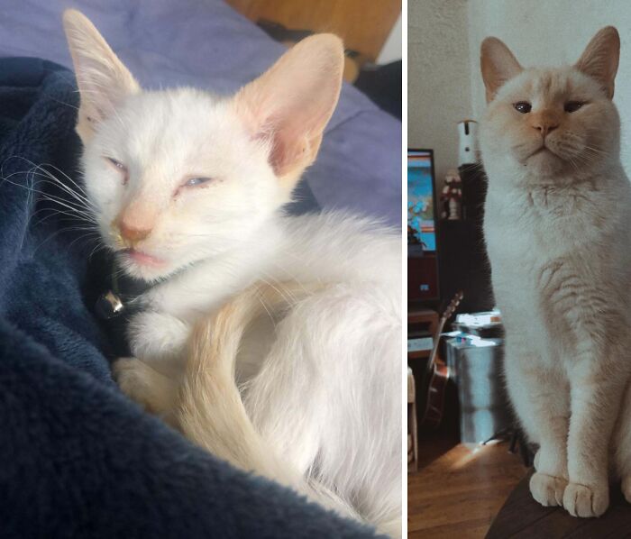 50 Before-And-After Photos Of Cats That Found Their Forever Homes