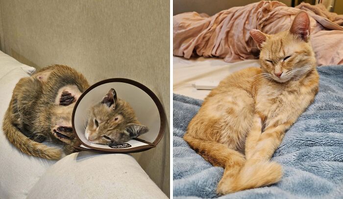 50 Before-And-After Photos Of Cats That Found Their Forever Homes