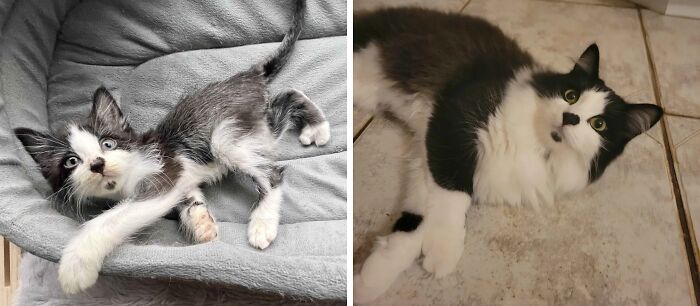 50 Before-And-After Photos Of Cats That Found Their Forever Homes