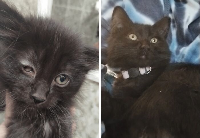50 Before-And-After Photos Of Cats That Found Their Forever Homes
