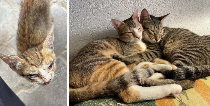 50 Before-And-After Photos Of Cats That Found Their Forever Homes