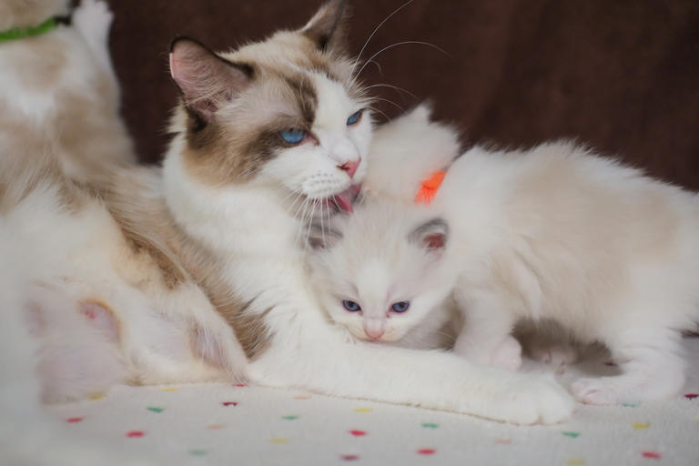 Ragdoll cat begs mom to kiss his paws like the sweetest baby