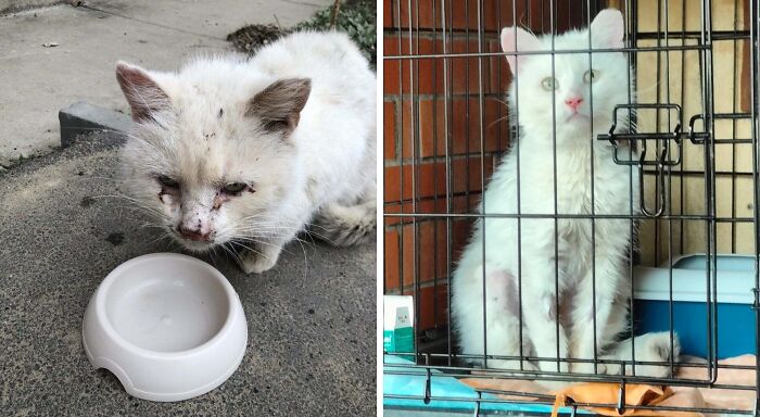 50 Before-And-After Photos Of Cats That Found Their Forever Homes