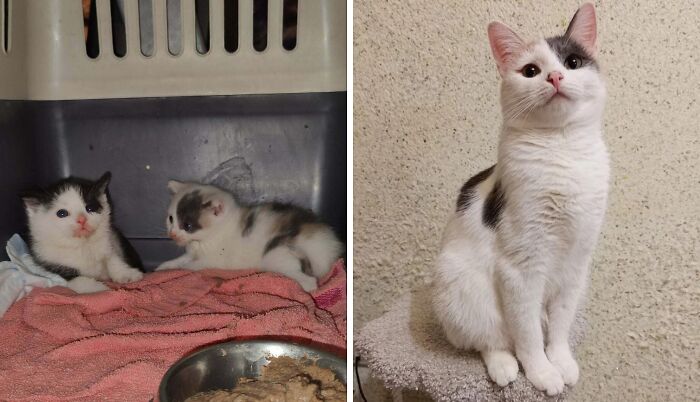 50 Before-And-After Photos Of Cats That Found Their Forever Homes