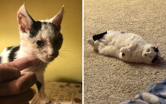 50 Before-And-After Photos Of Cats That Found Their Forever Homes