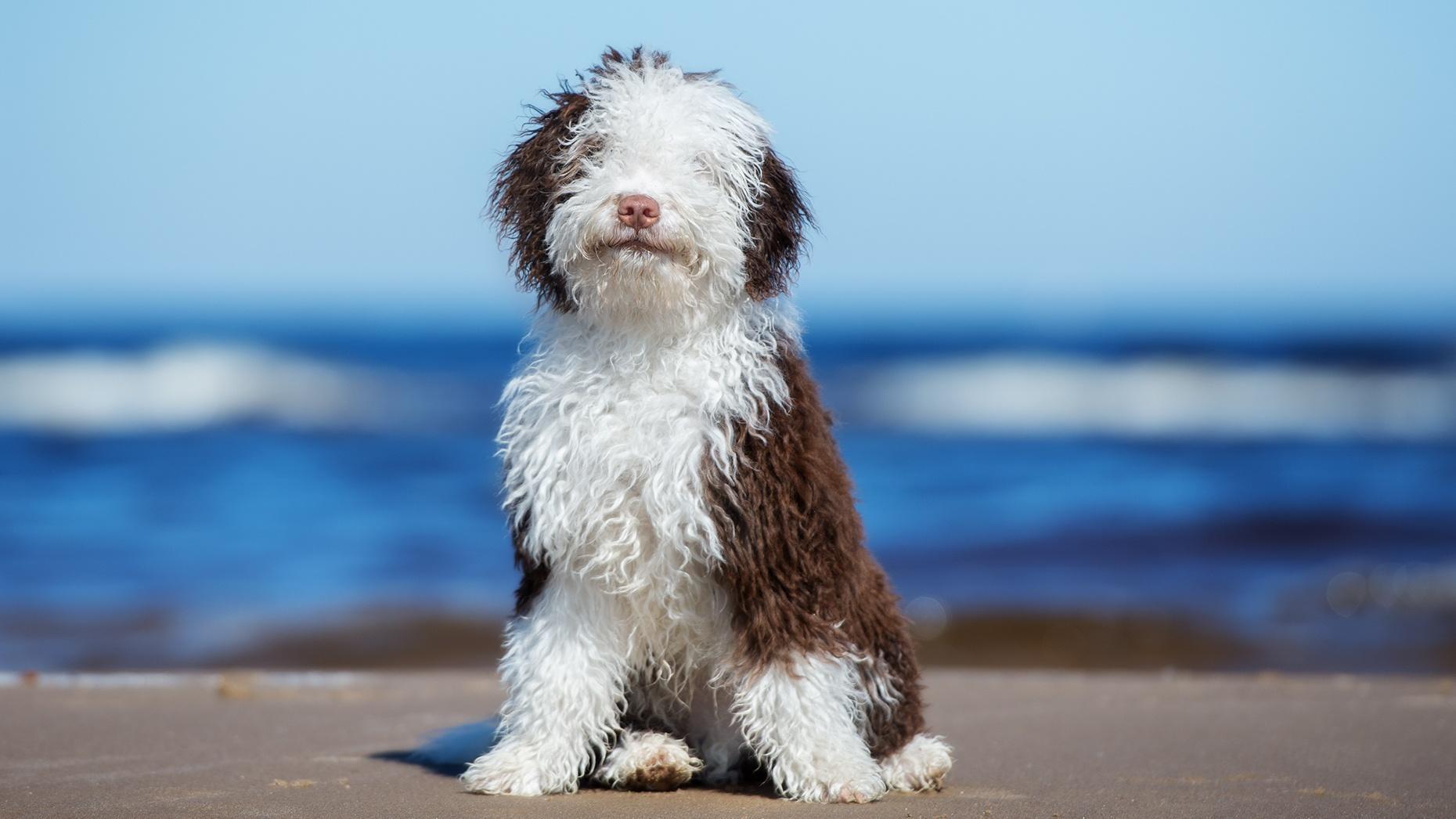 The gentlest dog breeds to live with every day