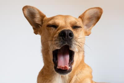 犬の『心理を読み取る』ために注目すべき行動4つ 愛犬の気持ちを理解してあげる方法まで