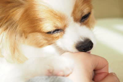 犬の『心理を読み取る』ために注目すべき行動4つ 愛犬の気持ちを理解してあげる方法まで