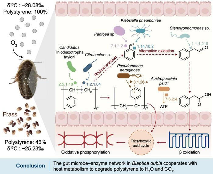 Cockroaches decompose plastic 10 times faster than mealworms