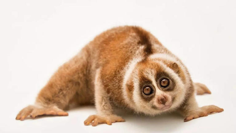 Meet the slow loris: This cute mammal with big eyes, a toxic bite, and ...