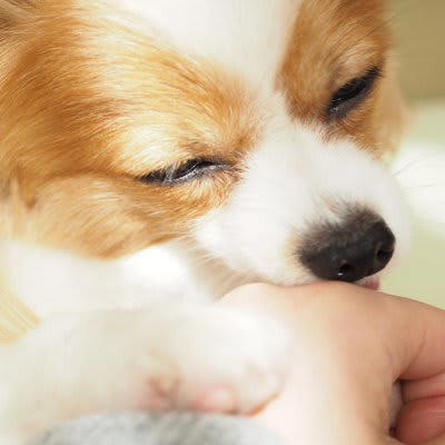 犬の『心理を読み取る』ために注目すべき行動4つ　愛犬の気持ちを理解してあげる方法まで