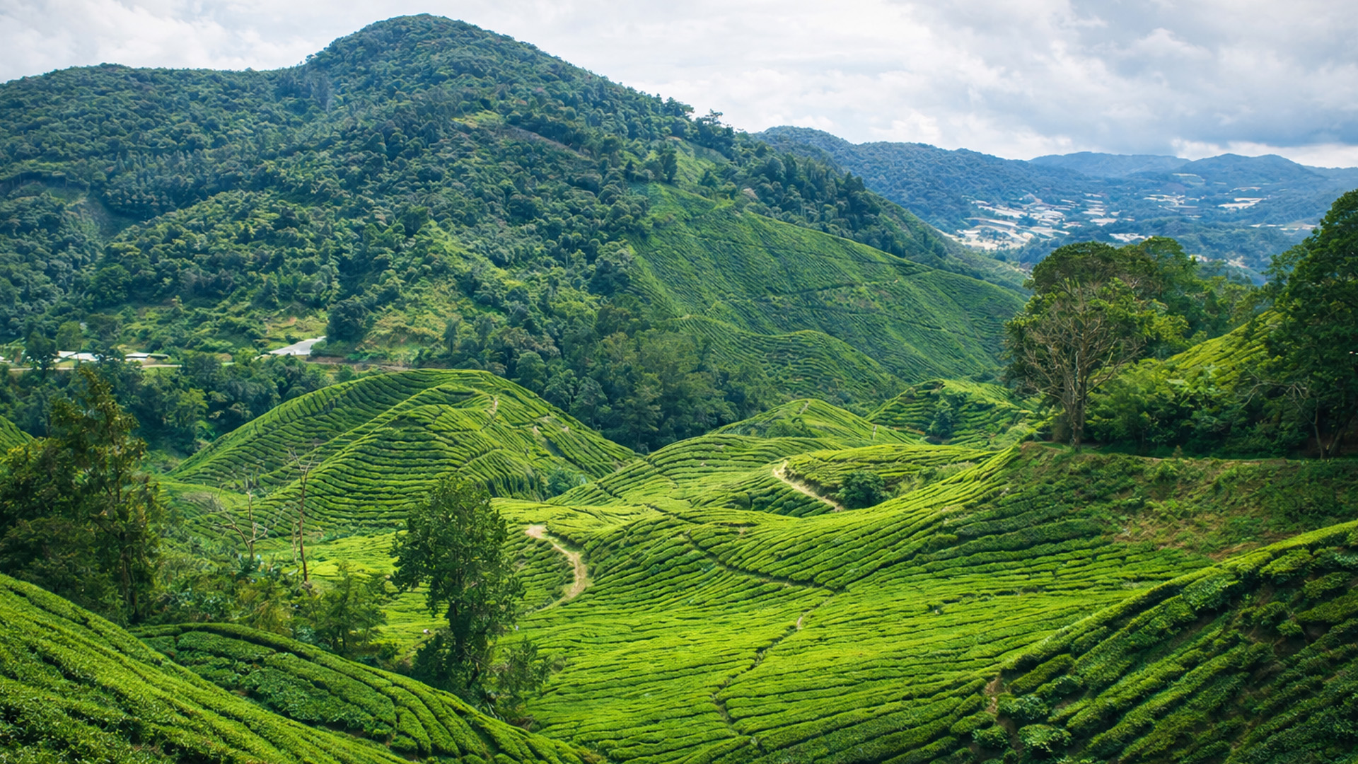 Paths only tea workers walk each day