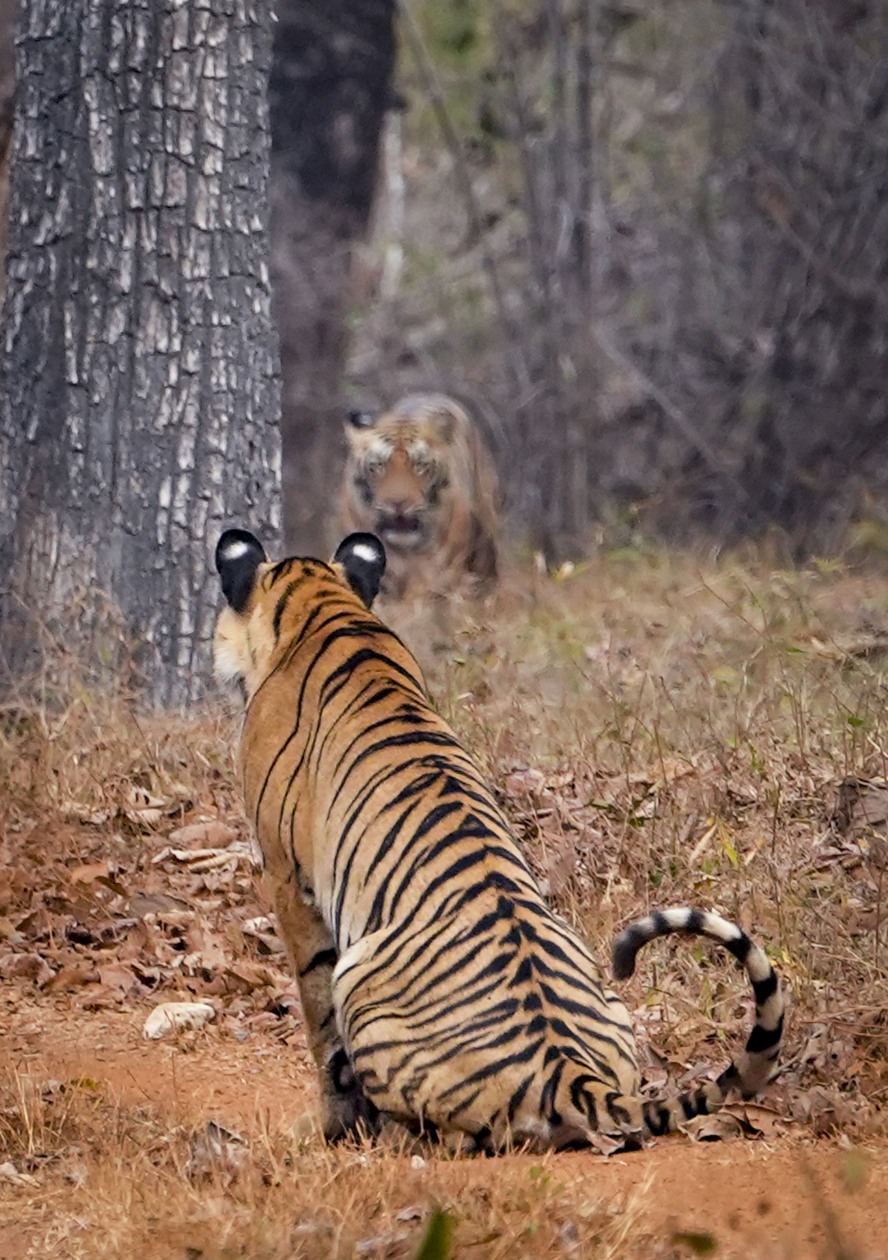 Tadoba: Tigers and other animal stories