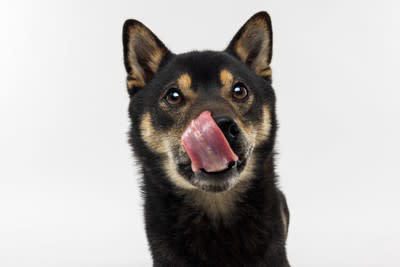 犬の『心理を読み取る』ために注目すべき行動4つ 愛犬の気持ちを理解してあげる方法まで