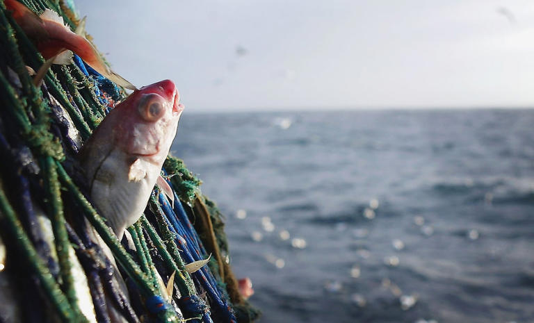 Haddock quota to go down 57% in parts of NS., NB on April 1