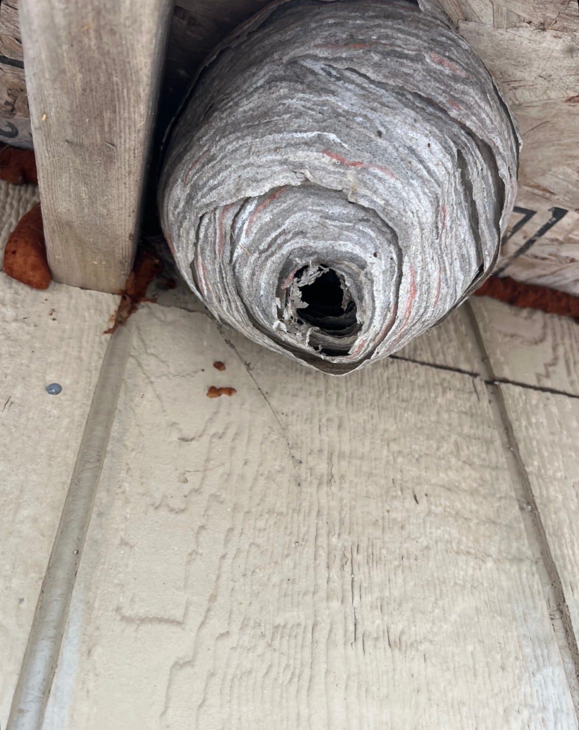 Have you seen a wasp nest like this? These researchers want to study it