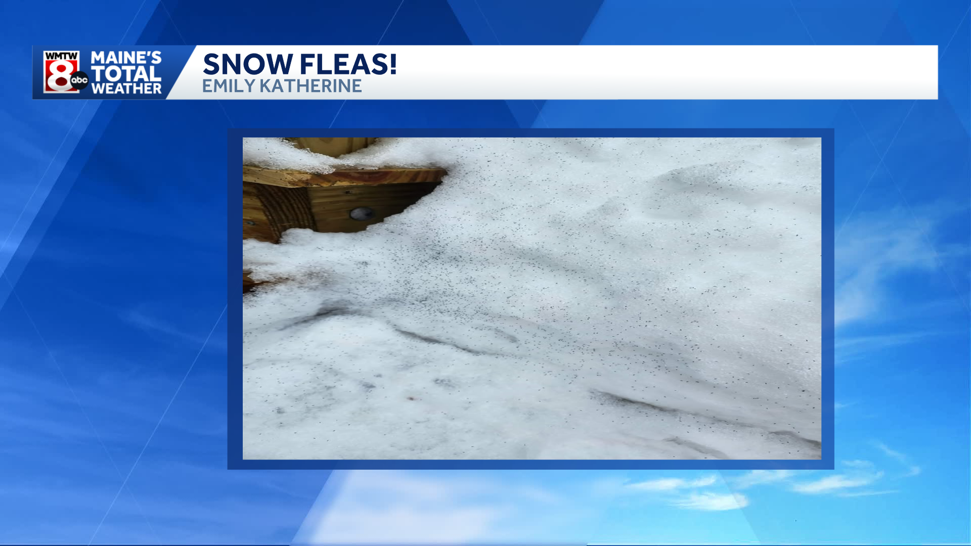 Snow flea: The sign of life in winter