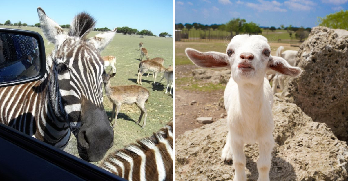A drive-through safari ranch right in the heart of Texas