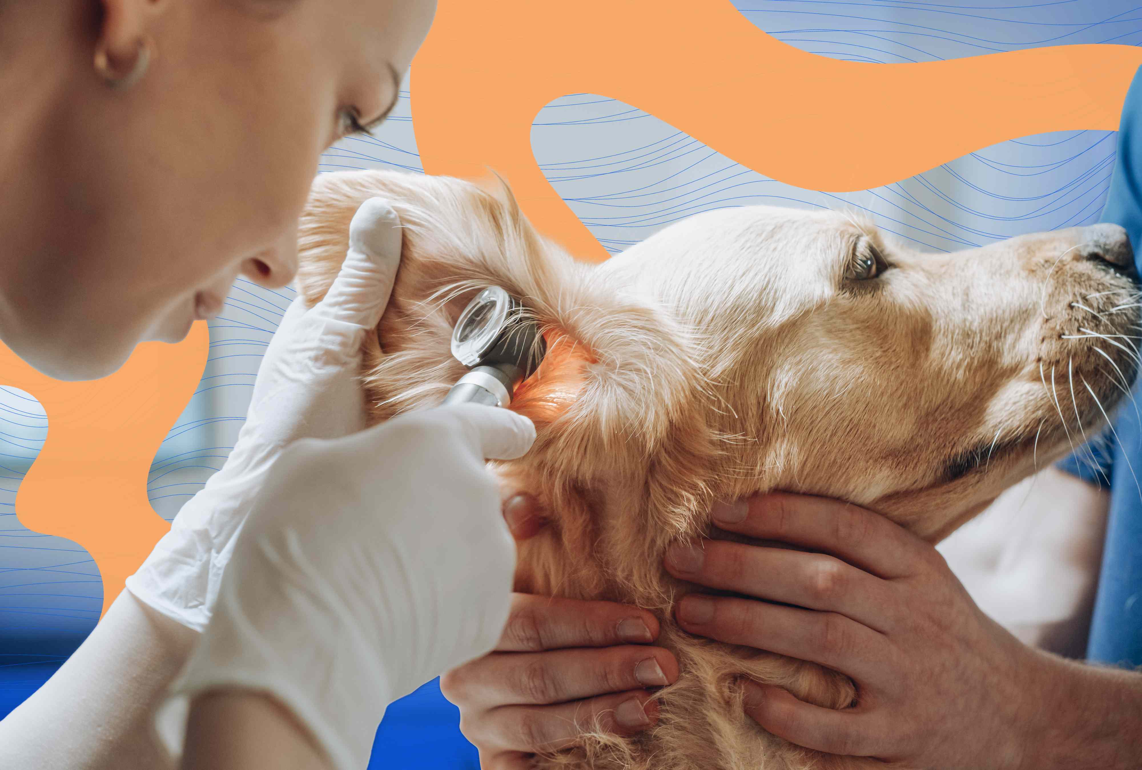 4 most common pet food sensitivities and how they manifest