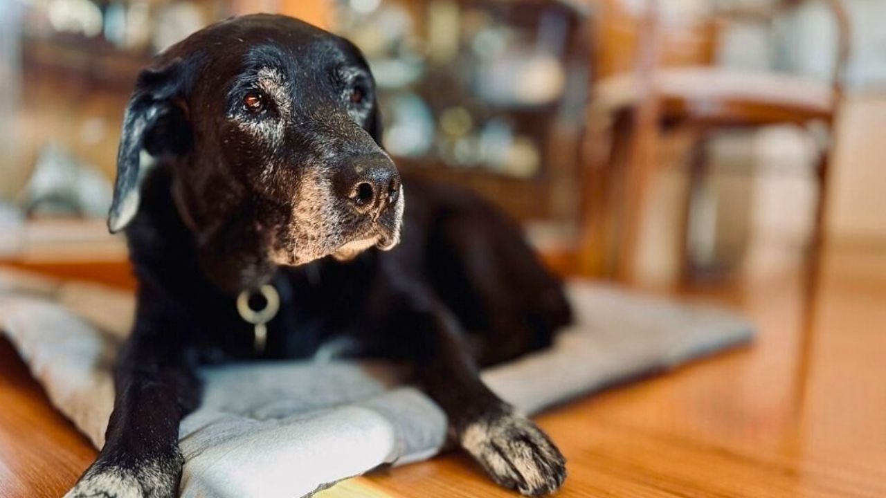 What it means when your dog suddenly starts watching the door