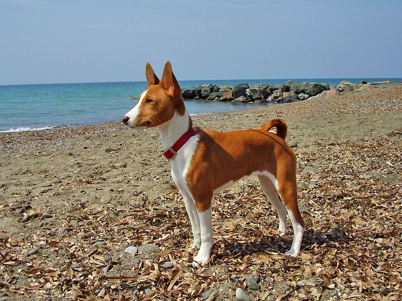 15 dog breeds that process new people slowly instead of instantly ...
