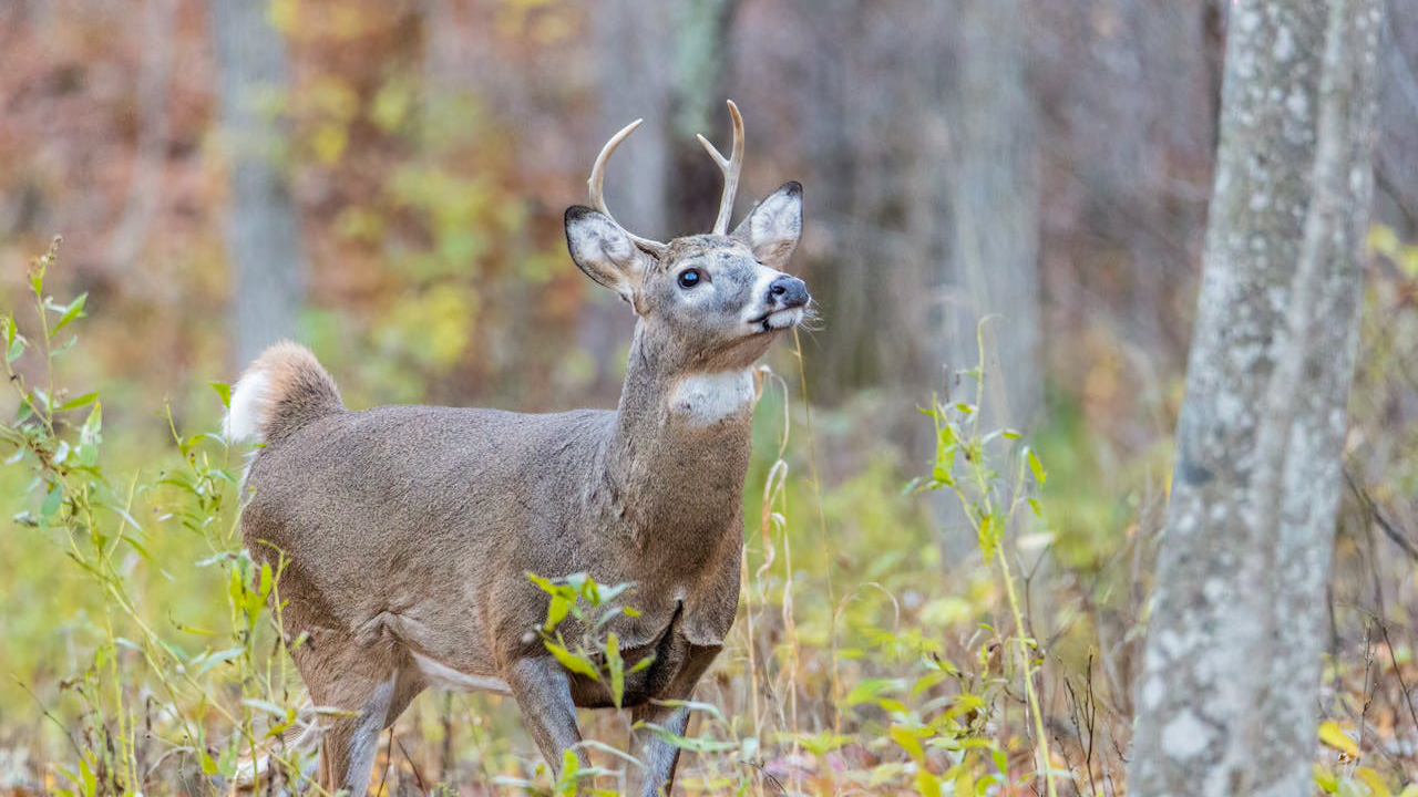 States where fish and game management has quietly made a dramatic ...